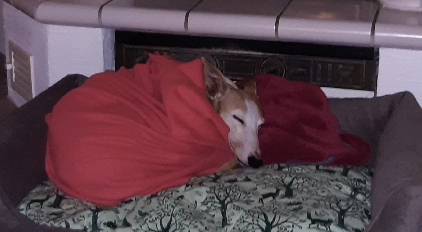 Galgo Hündin Milana